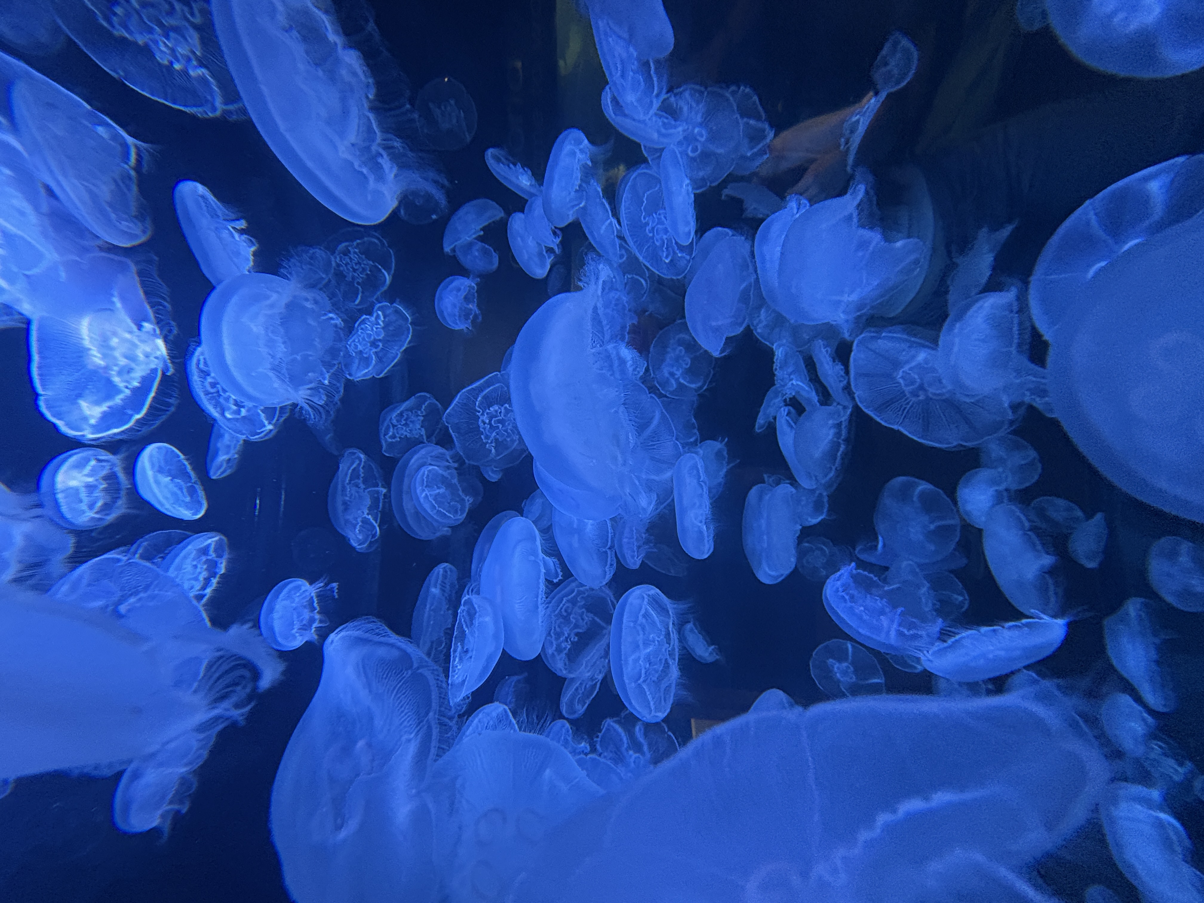 Aquarium photo 1
