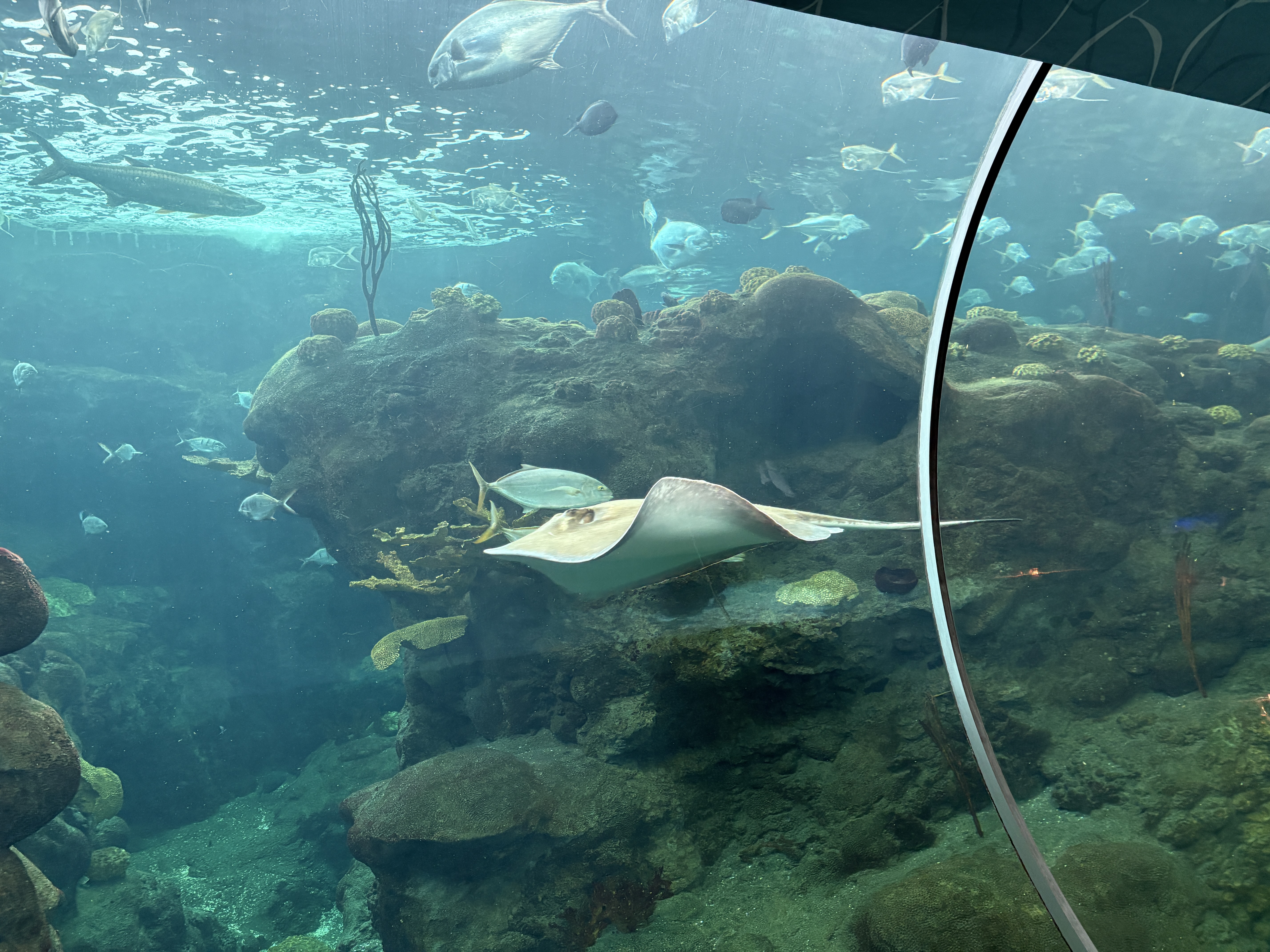 Aquarium photo 2