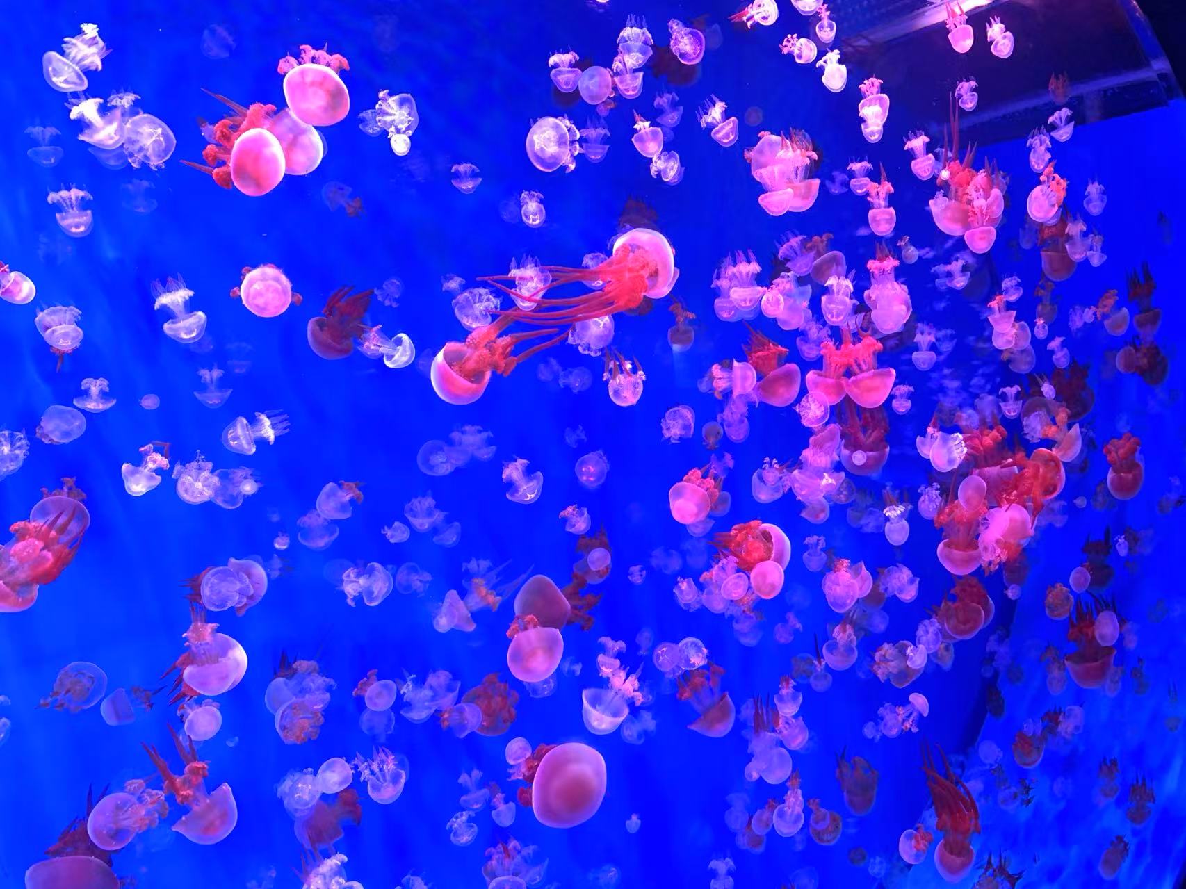 Aquarium photo 3