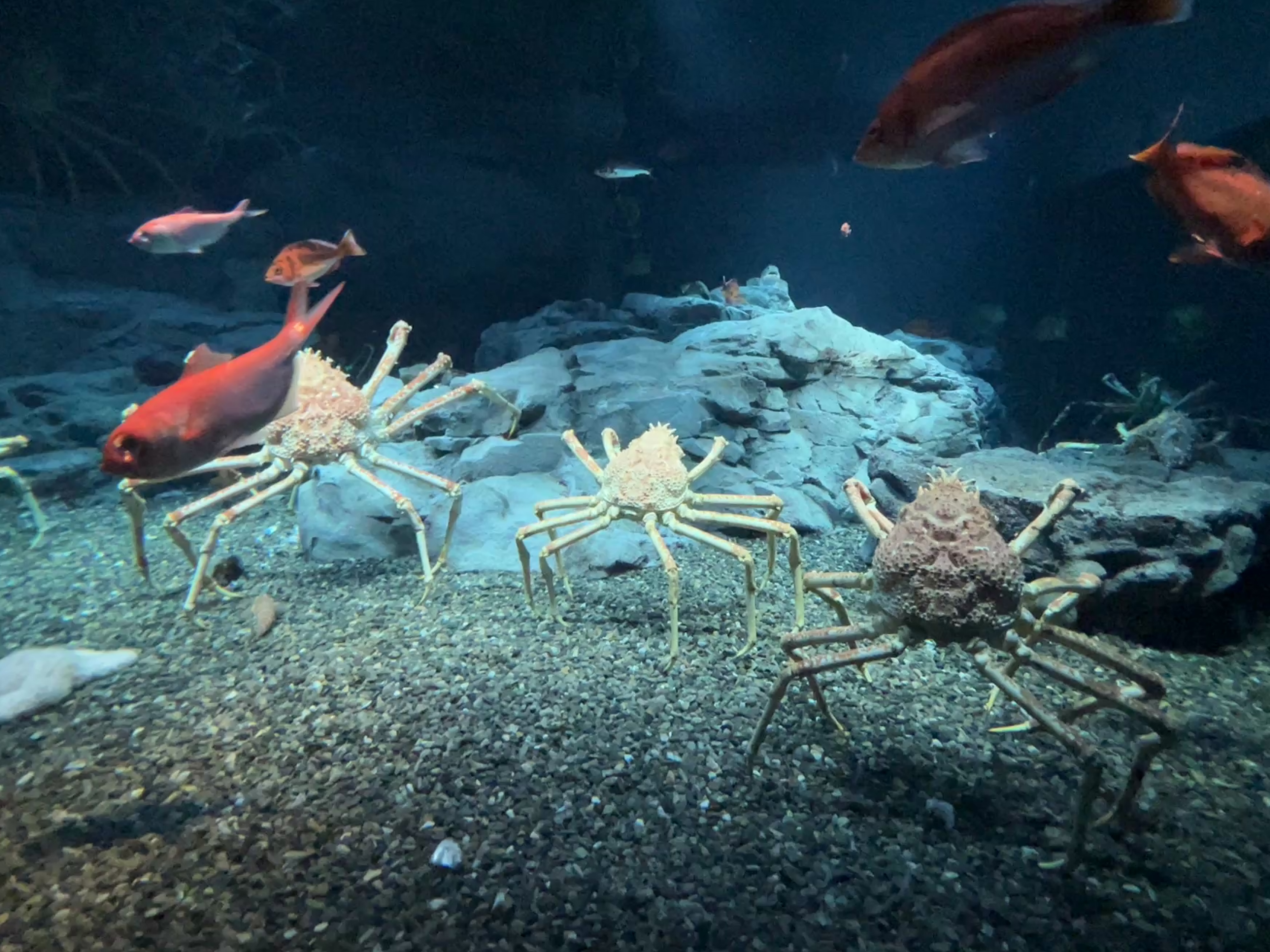 Aquarium photo 4