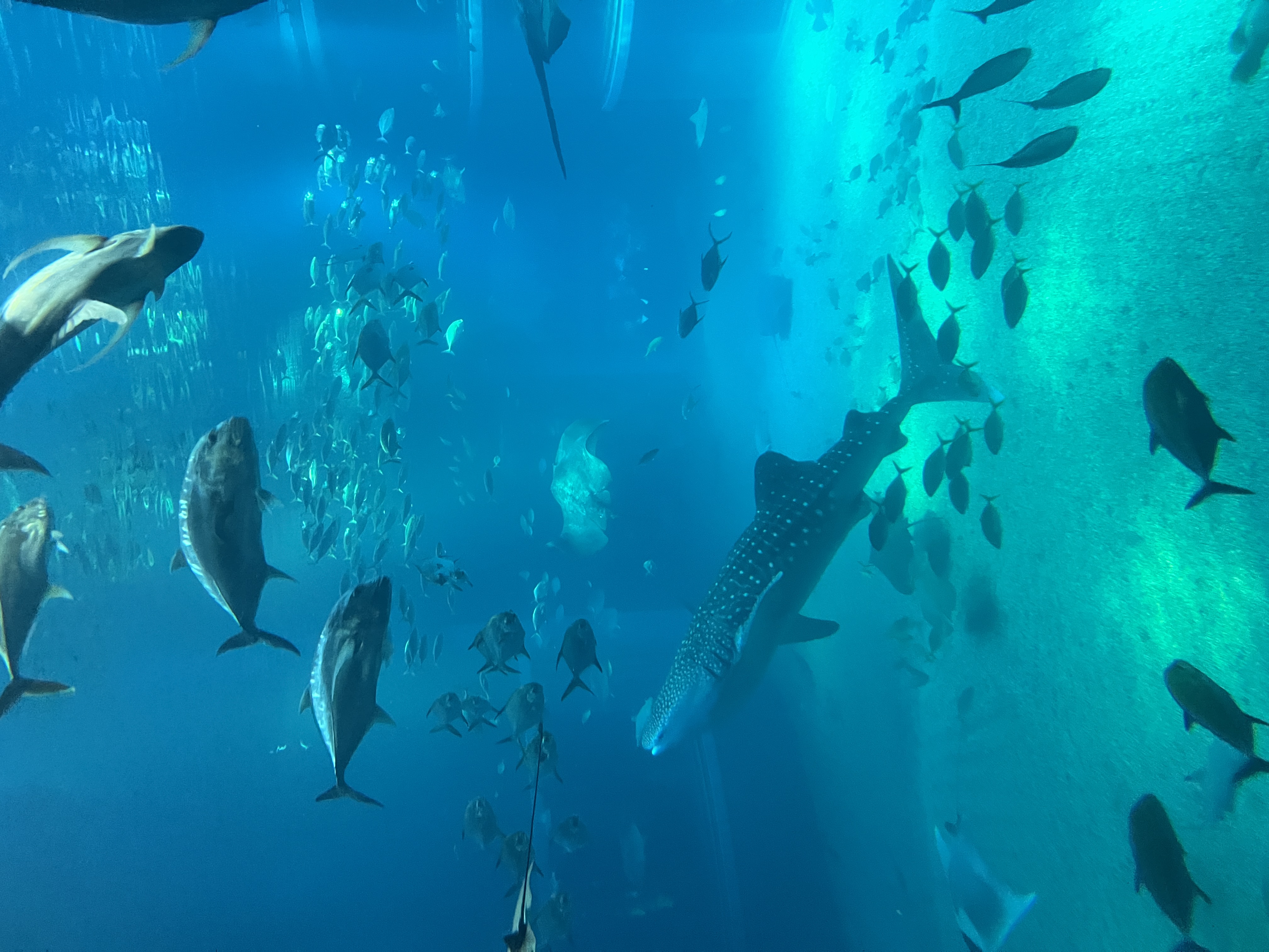 Aquarium photo 5
