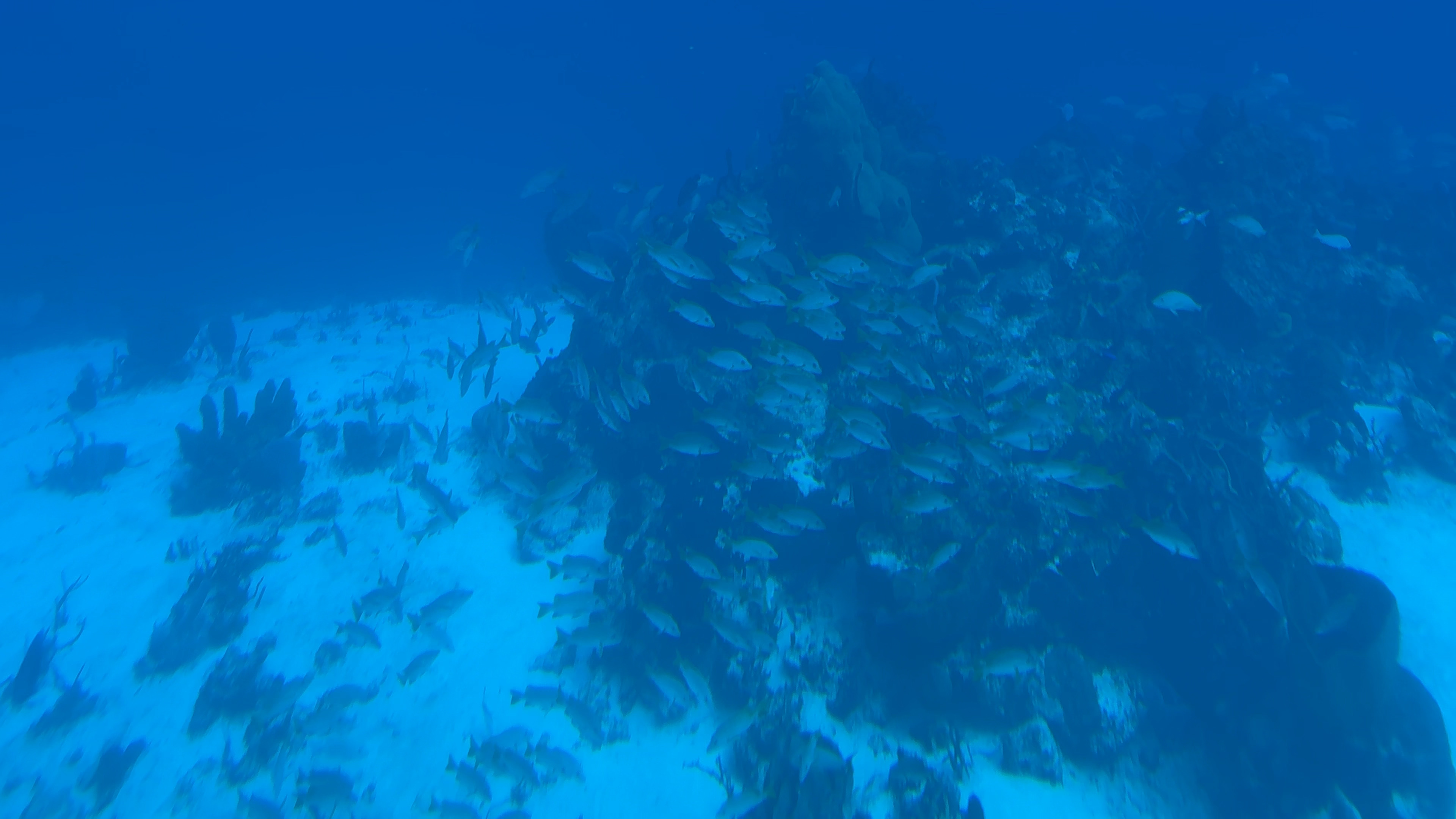 Scuba diving photo 4